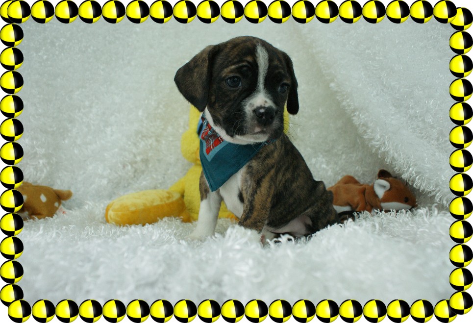 Blaze Boggle Rockin R Puppies